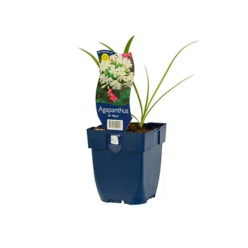 Afrikaanse lelie (Agapanthus africanus 'Albus') ø 11 cm