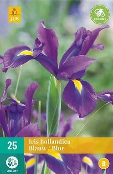 Iris Hollandica Blauw