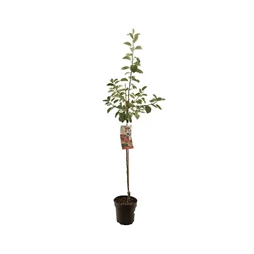 Handappel, resistent (Malus dom. Pinova halfstam) H 200 ø 27 cm