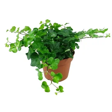 Klimop (Hedera He Wonder) H 20 ø 12 cm