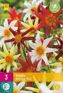 Dahlia Honka Mix