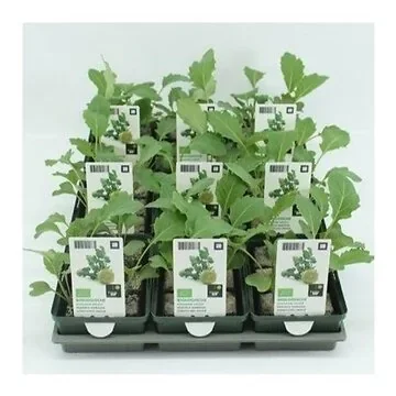 Koolrabi Groot (Brassica Oleracea Type) BIO