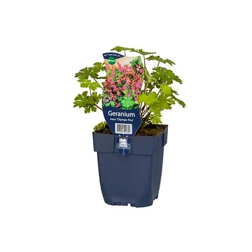 Ooievaarsbek (Geranium macr. 'Olympic Fire') ø 11 cm