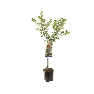 Rood-paarse pruim (Prunus dom. R-Cl. d'Althan laagstam) H 160 ø 24 cm