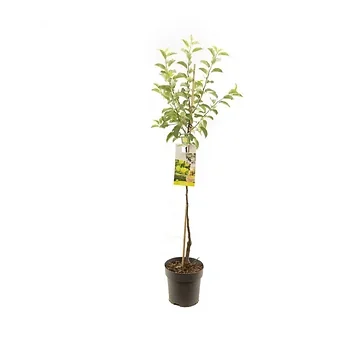 Gele handappel (Malus dom. Golden Delicious half) H 200 ø 27 cm