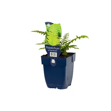 Naaldvaren (Polystichum set. 'Herrenhausen') ø 11 cm
