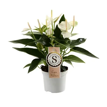 Flamingoplant (Anthurium White Champion) H 30 ø 9 cm