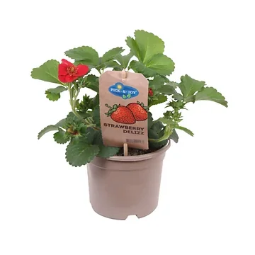 Aardbei (Frageria Delizz) H 35 ø 14 cm