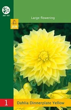 Low Budget Dahlia Dinnerplate Yellow