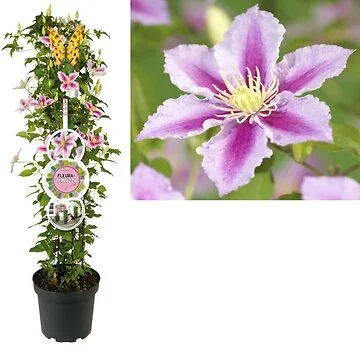 Bosrank (Clematis 'Piilu') H 110