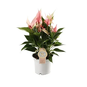 Flamingoplant (Anthurium Lilli) H 40 ø 12 cm
