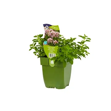 Wilde marjolein (Origanum vulg. 'Compactum') ø 11 cm