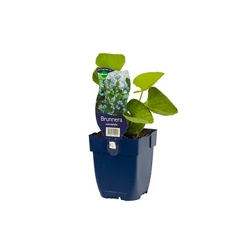 Kaukasiche vergeet-mij-niet (Brunnera macrophylla) ø 11 cm