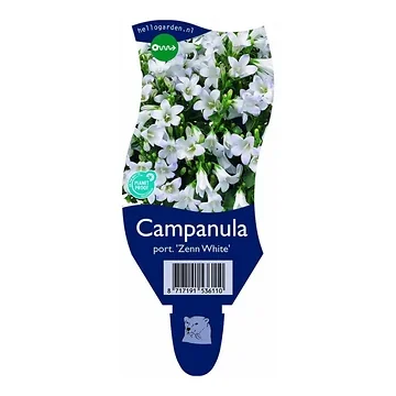 Kruipend klokje (Campanula port. 'Zenn White') ø 11 cm