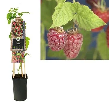 Braamboos (Rubus 'Tayberry') H 75