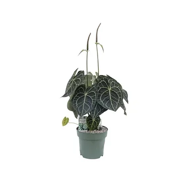 Aderplant (Anthurium Clarinervium) 80 x 24 cm