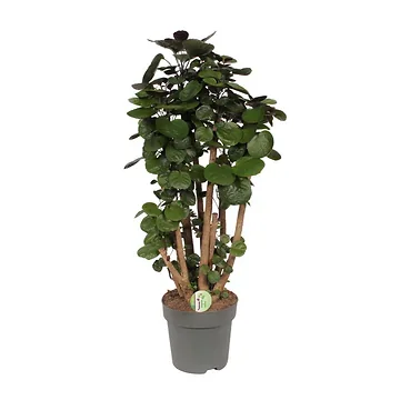 Aralia (Polyscias Fabian) H 40 ø 24 cm