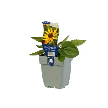 Zonnehoed (Rudbeckia fulg. 'Little Goldstar') ø 11 cm