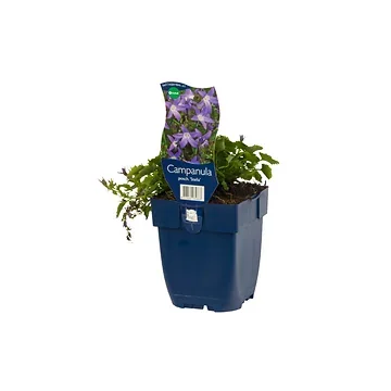 Klokjesbloem (Campanula posch. 'Stella') ø 11 cm