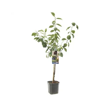 Donkerblauwe pruim (Prunus dom. Bleue de Belgique laag) H 160 ø 24 cm