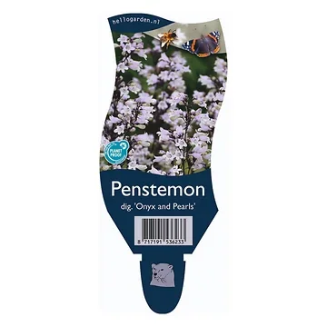 Slangenkop (Penstemon dig. 'Onyx and Pearls') ø 11 cm