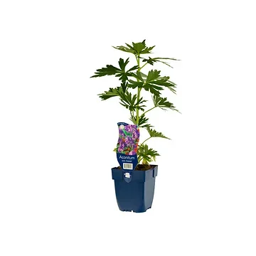 Monnikskap (Aconitum carm. 'Arendsii') ø 11 cm