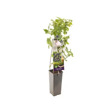Doornloze braam (Rubus fruticosus Black Satin) H 60 ø 11 cm cm