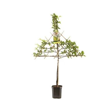 Groen-gele pruim (Prunus dom. Ontario leivorm) H 160 ø 24 cm