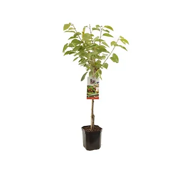 Zoete kers (Prunus avium Regina laagstam) H 160 ø 24 cm
