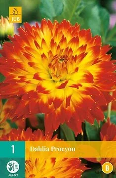 Dahlia Procyon