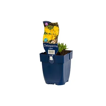 IJsbloem (Delosperma c. 'Ocean Sunset Orange Vibe') ø 11 cm