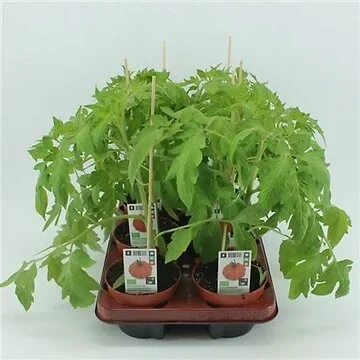 Coeur de Boeuf (Lycopersicon esculentum) BIO 12 cm pot