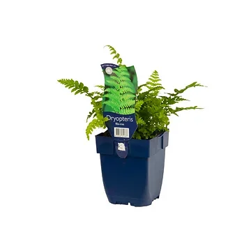 Mannetjesvaren (Dryopteris filix-mas) ø 11 cm