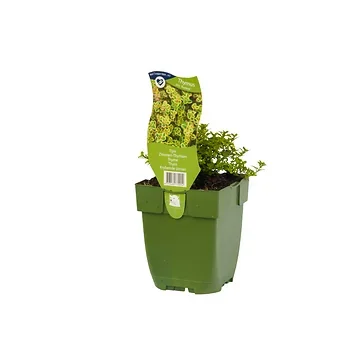 Tijm (Thymus citr. 'Aureus') ø 11 cm