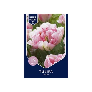 Pure Bulbs Tulipa Finola 12 bollen
