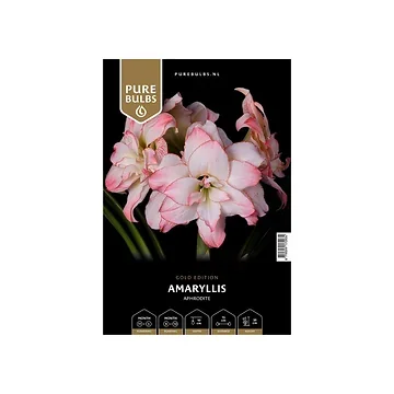 Pure Bulbs Amaryllis Aphrodite 1 bol