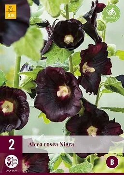 Alcea Rosea Nigra