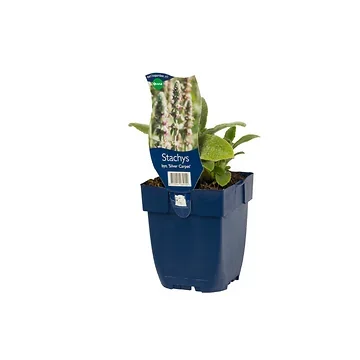 Ezelsoor (Stachys byz. 'Silver Carpet') ø 11 cm