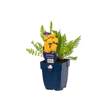 Duizendblad (Achillea fil. 'Cloth of Gold') ø 11 cm