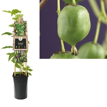 Kiwi (Actinidia arguta 'Issai') H 75