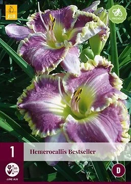 Hemerocallis Bestseller