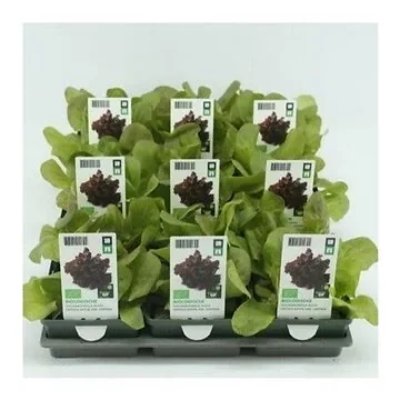 Vollegrondsla Rood (Lactuca sativa type) BIO