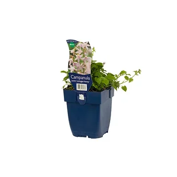 Klokjesbloem (Campanula posch. 'Lisduggan Variety') ø 11 cm