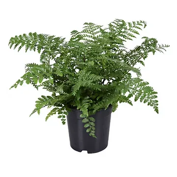 Nestvaren (Asplenium Parvatti) H 40 ø 17 cm