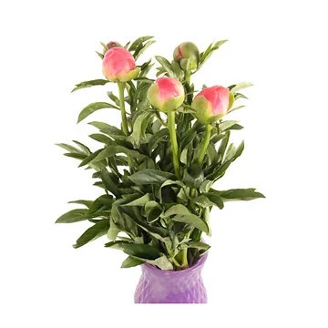 Pioenrozen (Paeonia) 5 stelen 50 cm