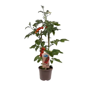 Snoep tomaatje (Solanum lycopersisum) H 45 ø 14 cm