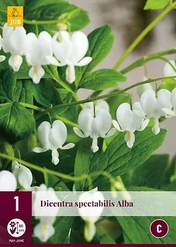 Dicentra Spectabilis Alba