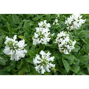 Andoorn (Stachys off. 'Alba') ø 11 cm