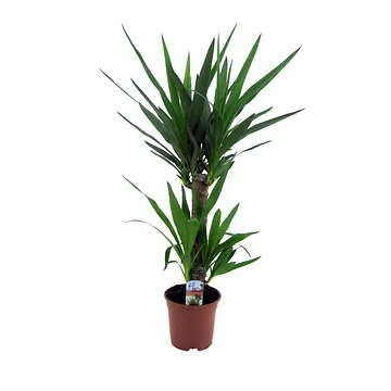 Palmlelie (Yucca Elephantipes) H 80 ø 17 cm