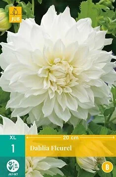 Dahlia Fleurel